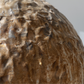 Nest