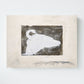 Swan III