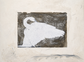 Swan III
